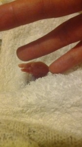 Detalle de la minúscula mano.